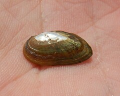 Medionidus conradicus