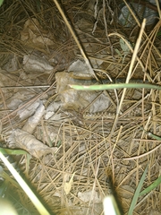 Arizona elegans elegans