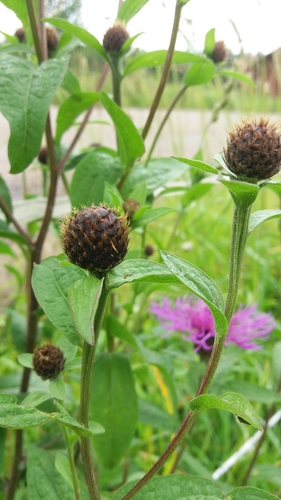 Wig Knapweed