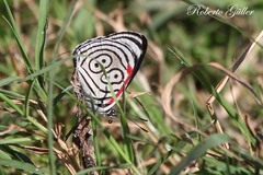 Diaethria eluina