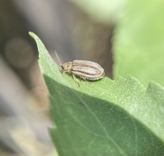 Ophraella notulata