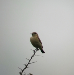 Oenanthe isabellina