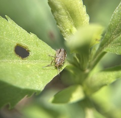 Ophraella notulata