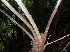 Cyathea costaricensis