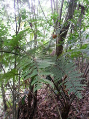 Cyathea costaricensis