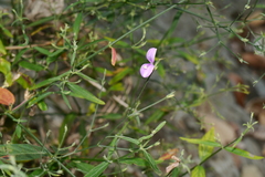 Hypoestes cumingiana