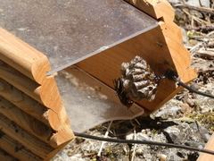 Polistes parametricus