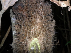 Cyathea costaricensis