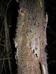 Cyathea costaricensis