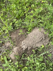 Thomomys talpoides