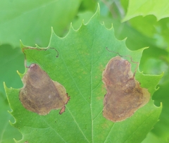 Ectoedemia platanella