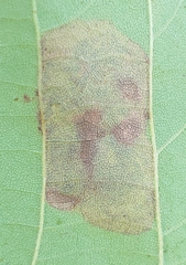 Ectoedemia platanella