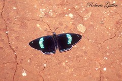Diaethria eluina