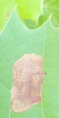 Ectoedemia platanella