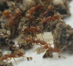 Strumigenys louisianae