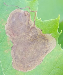 Ectoedemia platanella