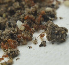 Strumigenys louisianae