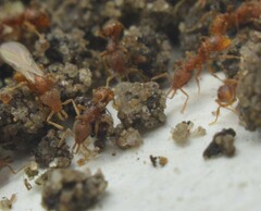 Strumigenys louisianae