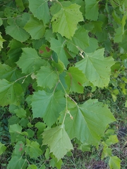 Ectoedemia platanella