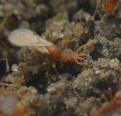 Strumigenys louisianae