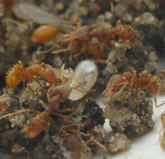 Strumigenys louisianae