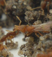 Strumigenys louisianae