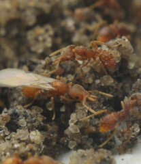 Strumigenys louisianae