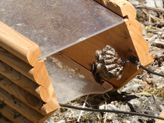 Polistes parametricus