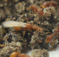 Strumigenys louisianae