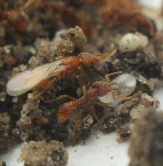 Strumigenys louisianae