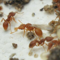 Strumigenys louisianae