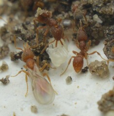 Strumigenys louisianae