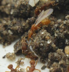 Strumigenys louisianae