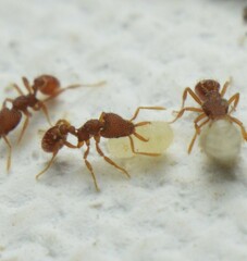 Strumigenys louisianae