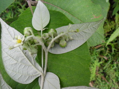 Solanum schlechtendalianum