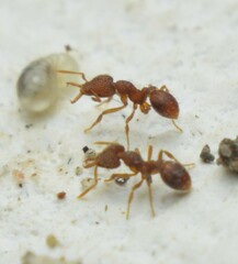 Strumigenys louisianae