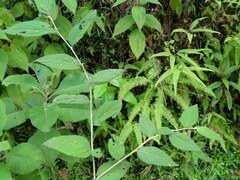 Solanum schlechtendalianum