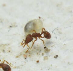 Strumigenys louisianae