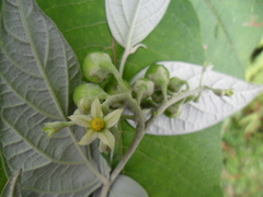 Solanum schlechtendalianum