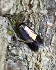 Stigmella resplendensella