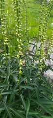 Digitalis micrantha