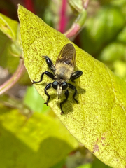 Laphria posticata