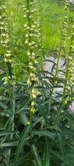 Digitalis micrantha
