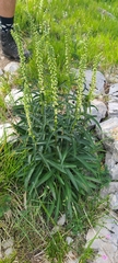 Digitalis micrantha