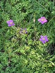 Sabatia campestris