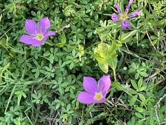 Sabatia campestris