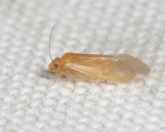 Valenzuela pinicola