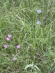 Sabatia campestris