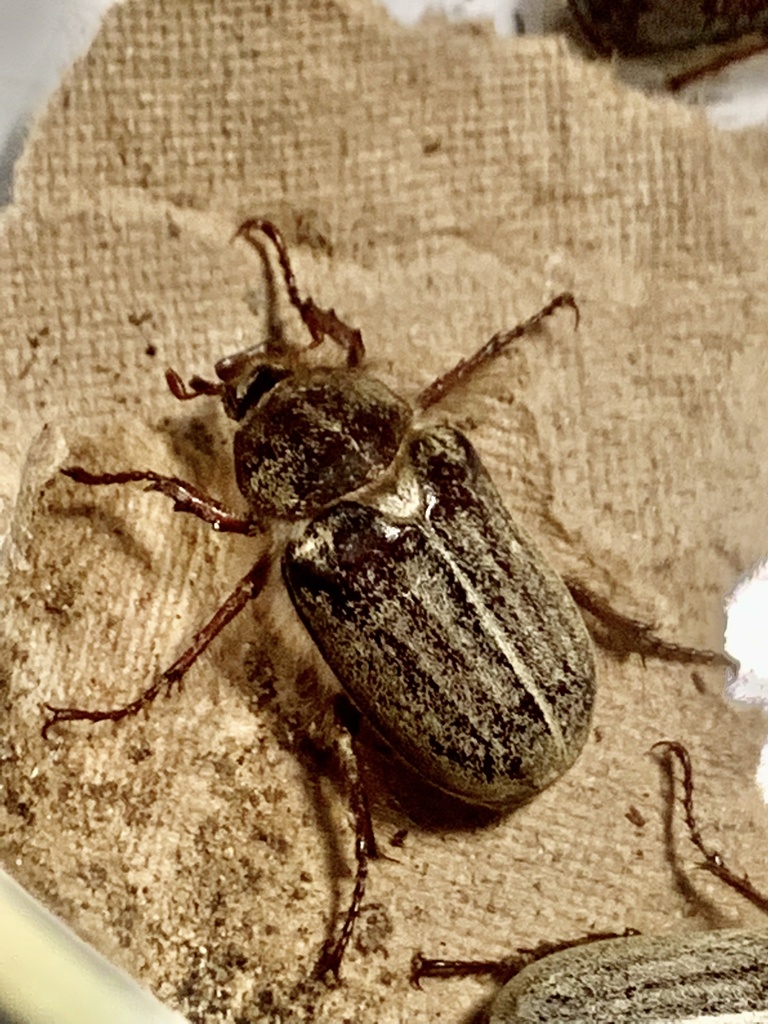 Amblonoxia harfordi