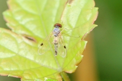 Chrysopilus modestus